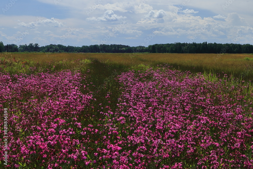 Blooming meadow with ragged-robin (Silene flos-cuculi) creating vivid pink paths through the grassland. Scenic summer landscape with forest horizon and cloudy sky Blooming meadow with ragged-robin (Silene flos-cuculi) creating vivid pink paths through the grassland. Scenic summer landscape with forest horizon and cloudy sky
