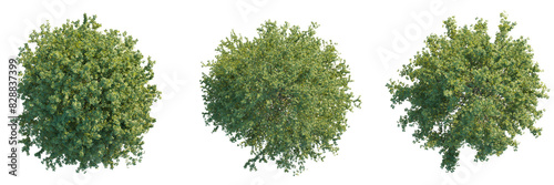 Quadro em tela Ulmus minor tree top view, tree plan 4k png cutout