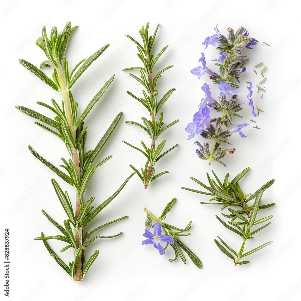 Obraz premium Fresh Rosemary