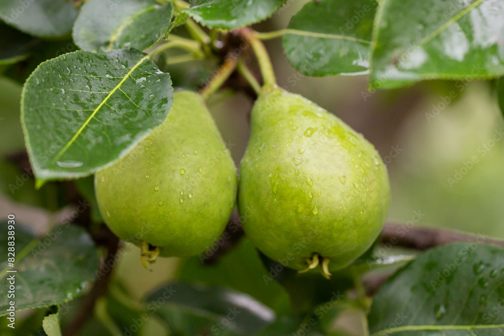 pear on a branch in the garden. pears ripen on the tree. pears in raindrops close-up on a branch. background with pears.