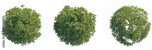 Tableau sur toile Fagus sylvatica tree top view, tree plan 4k png cutout