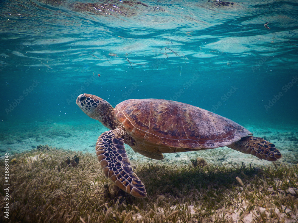 Obraz premium Tortue marine