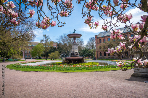 Universitetsplatsen in Lund Sweden with its fountain and magnolia flowers in full bloom photo