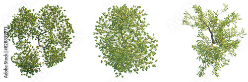 Malus domestica tree top view, tree plan 4k png cutout