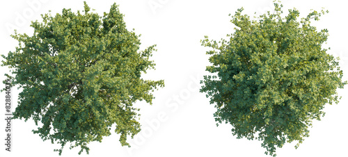 Ulmus minor tree top view, tree plan 4k png cutout