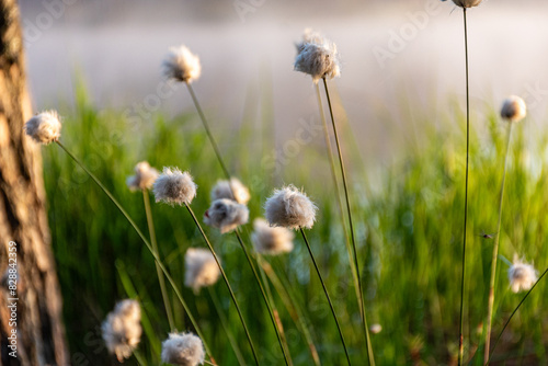 Obraz na plátne Cotton grass is a genus of sedges, they are common in northern hemisphere temper