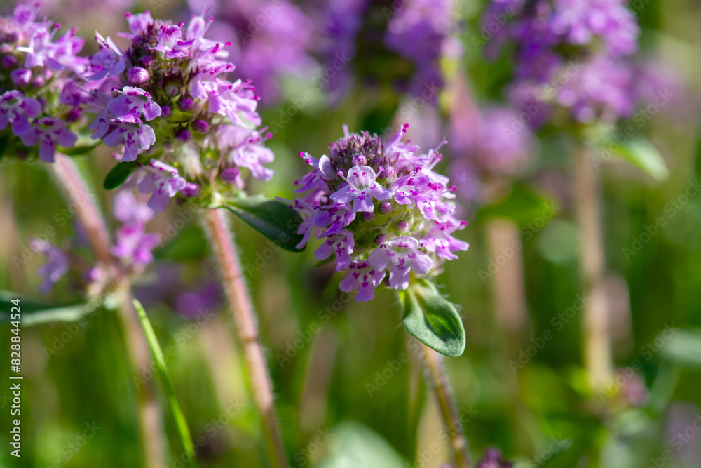 Thymus serpyllum, Breckland wild thyme, creeping thyme close-up, macro photo. Blossoming fragrant medicinal plant. Thymus serpyllum, Breckland wild thyme, creeping thyme close-up, macro photo. Blossoming fragrant medicinal plant.