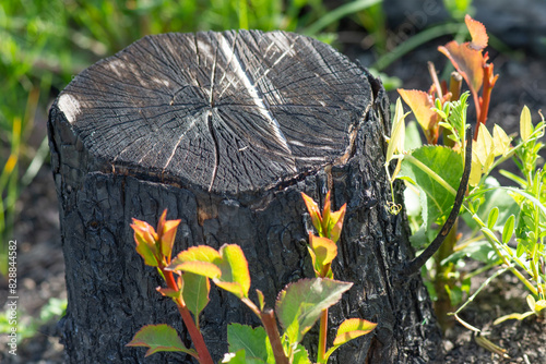 Burned stump with young fresh sprouts. A fire in the forest.