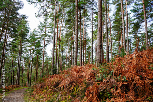 View in to pine woodland with a footpath