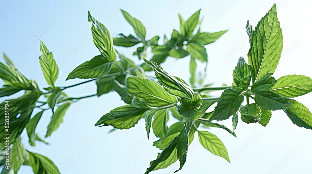Obraz premium peppermint leaves UHD Wallpaper