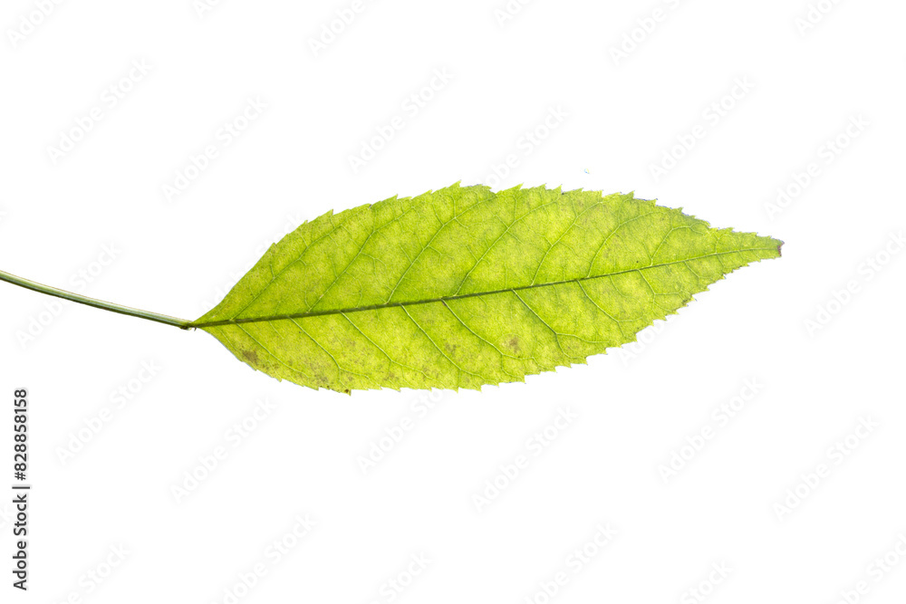 Fototapeta premium One birch leaf isolated on white background, top view