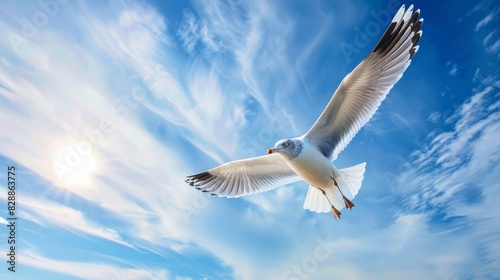 seagull in flight blue sky panorama with copy space