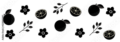 Set of orange fruits silhouettes with flowers and leaves. Botanical design elements, icons, shapes. Black outline illustrations isolated on transparent background