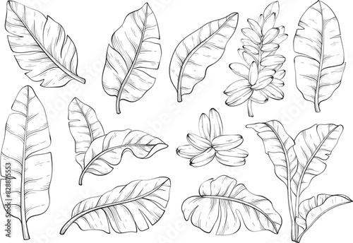 Tropical line art banana palm leaves set