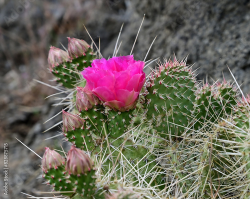 Porcupine Prickly Pear Cactus (Opuntia polyacantha) blooms in the high desert of Nevada.