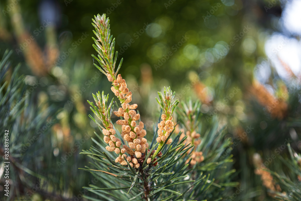 Male pollen producing strobili on the branch of Scots pine. Blossom of Pinus sylvestris. Natural beauty of elegant twig of Baltic pine. Yellow cluster pollen-bearing male cones or microstrobile Male pollen producing strobili on the branch of Scots pine. Blossom of Pinus sylvestris. Natural beauty of elegant twig of Baltic pine. Yellow cluster pollen-bearing male cones or microstrobile