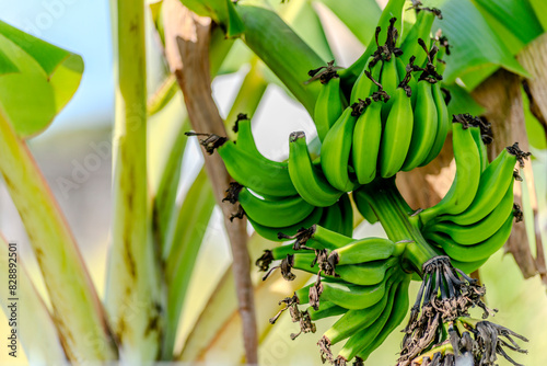 a bunch of unripe bananas growing on a tree