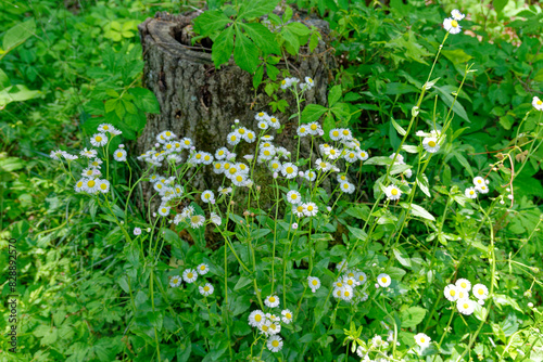 Daisy fleabane plants in a forest in bloom