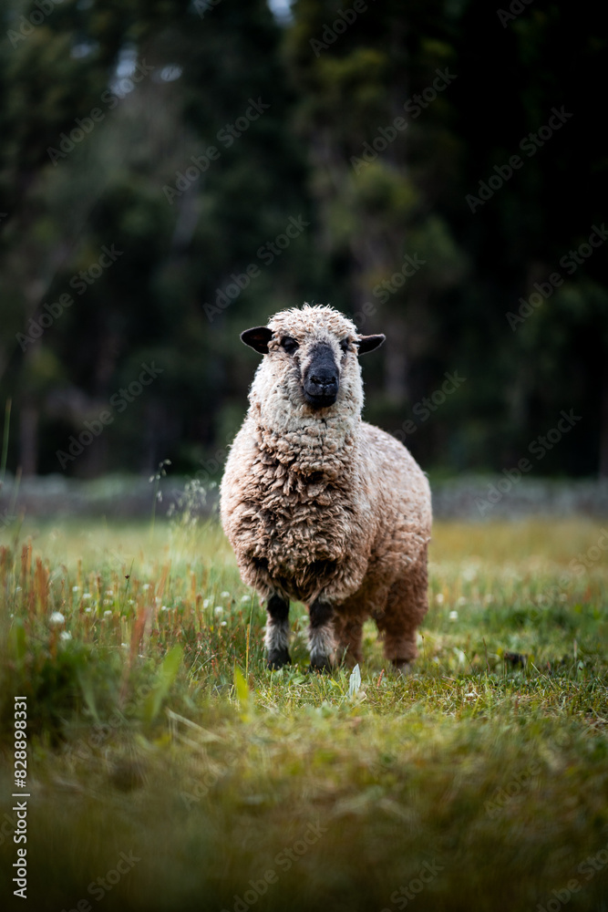 sheep grazing in the grasslands of the Latin American Andes sheep grazing in the grasslands of the Latin American Andes