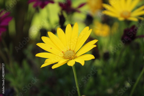 yellow flower in the garden