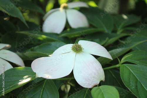 white flower on tree