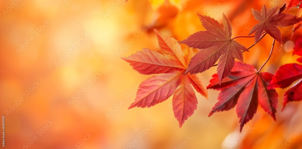 Close-up of bright red and orange autumn leaves with a blurred warm-colored background in soft focus Close-up of bright red and orange autumn leaves with a blurred warm-colored background in soft focus