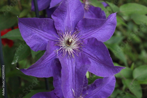 flower in the garden