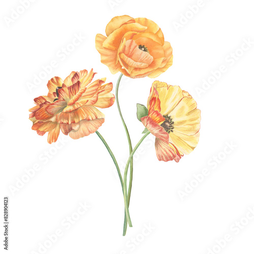 Buttercup watercolor flowers set isolated on white. Summer flower bouquet. Romantic spring floral arrangement