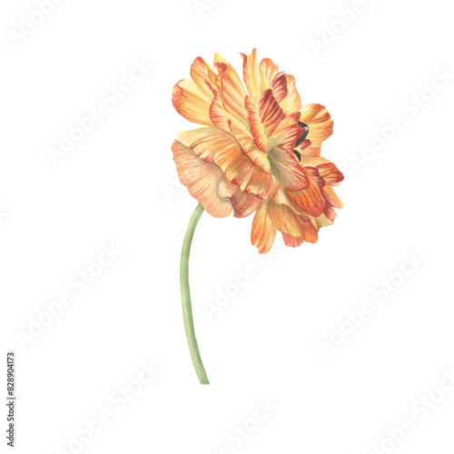 Orange Buttercup  flower watercolor isolated on white. Spring blooming flower detailed botanical illustration. Romantic summer flower