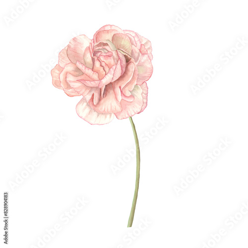Pink Buttercup flower watercolor isolated on white. Spring blooming flower detailed botanical illustration. Romantic summer flower