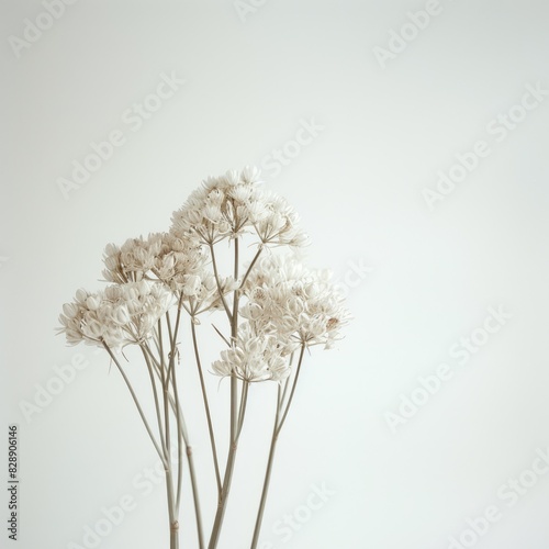 Branches of delicate white flowers on a light background.