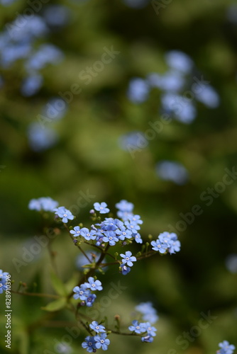 Siberian bugloss, brunnera blue flowers blooming closeup, blue flowers on bokeh leaves background.