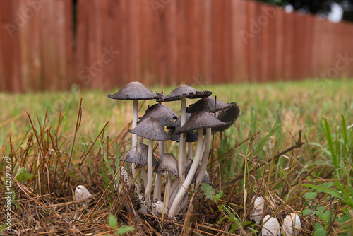 A cluster of Common Ink Cap, or Inky Cap, mushrooms growing in the grass of a back yard after a spring rain with a wooden fence in the blurry background.
