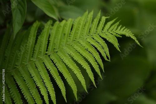 Ferns in garden, green background, bokeh green background, natural green backgrund.