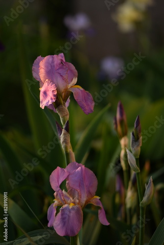 Pink-purple iris germanica flowers in garden  iris on bokeh green garden background.