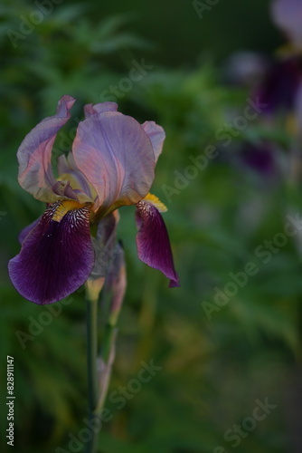 Pink-purple iris germanica flowers in garden, iris on bokeh green garden background. © Anna