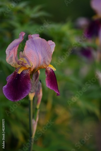 Pink-purple iris germanica flowers in garden, iris on bokeh green garden background. © Anna
