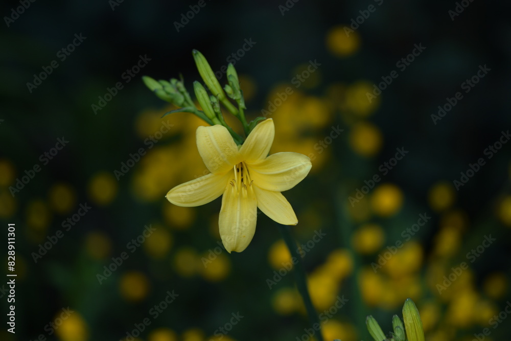 Fototapeta premium A daylily yellow flowers on green bokeh garden background, selective focus.