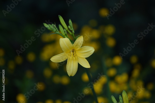 A daylily yellow flowers on green bokeh garden background,  selective focus.
