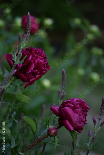 Amaranth peony flower closeup on bokeh green background with salvia. © Anna