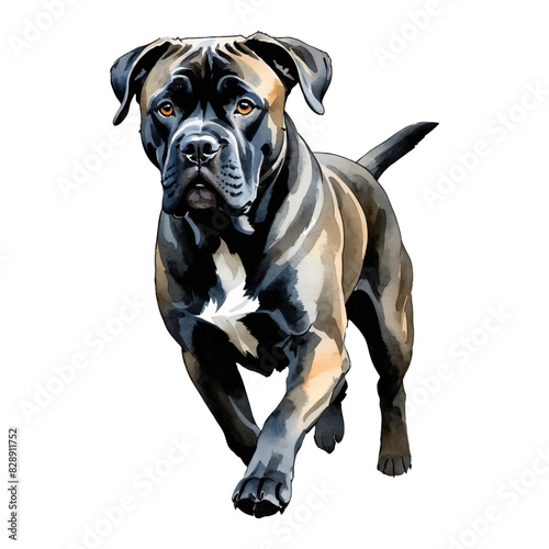 Cane Corso Dog Hand Drawn Watercolor Painting Illustration