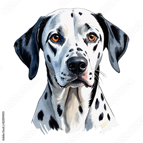 Dalmatian Dog Hand Drawn Watercolor Painting Illustration
