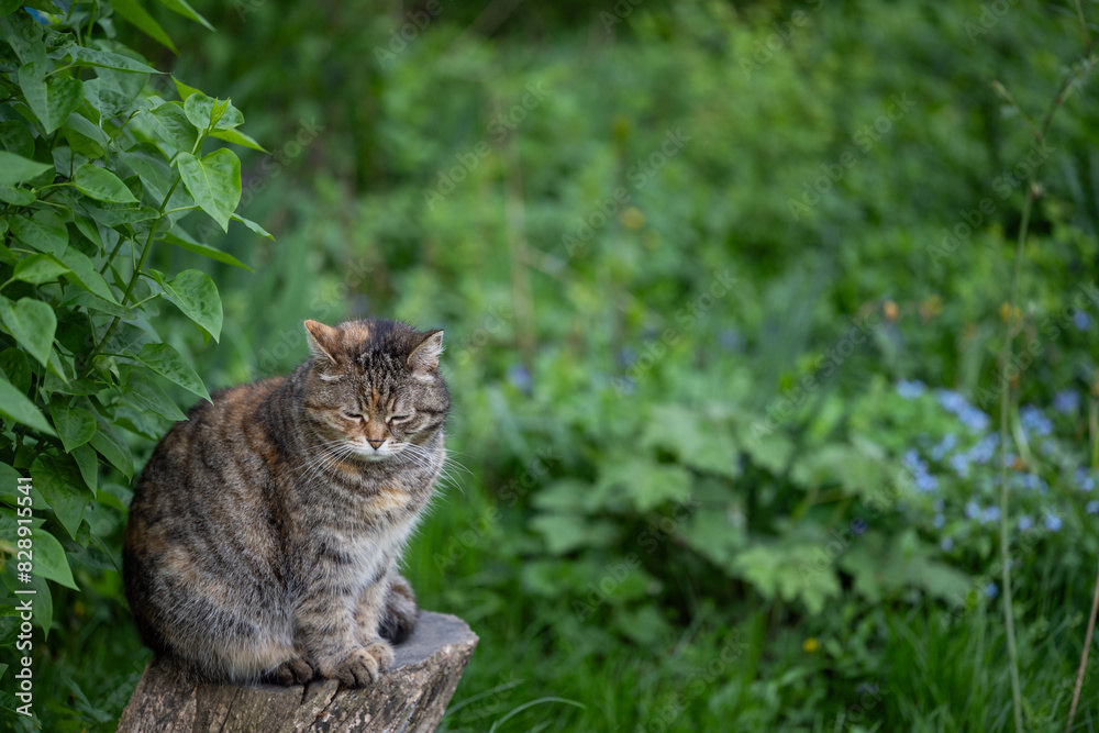 a domestic cat walks by itself a domestic cat walks by itself