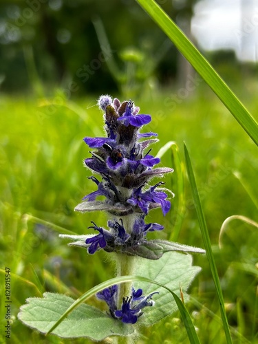 bee on lavender