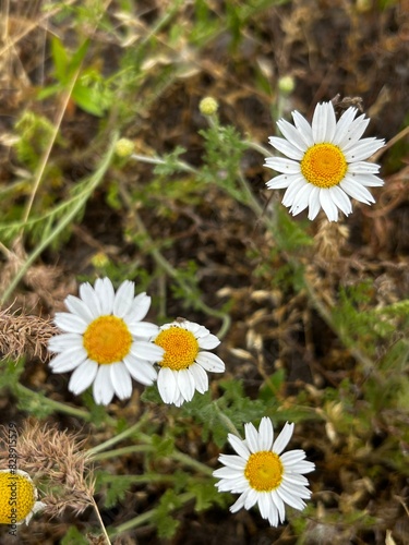 daisy in the grass