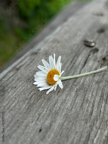 daisy on a wooden background