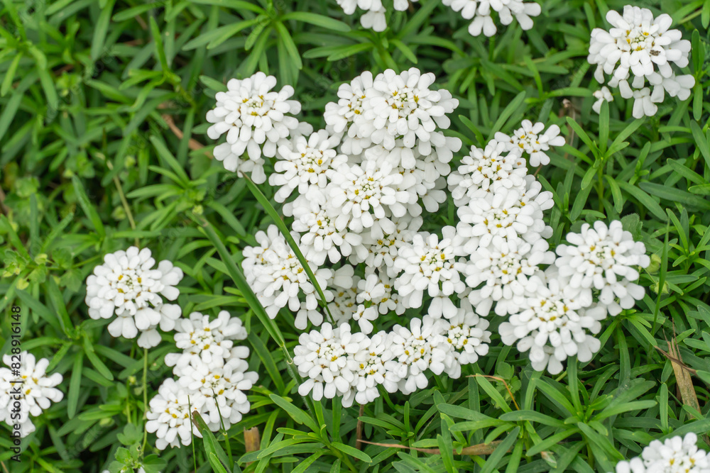 Group of little white flowers iberis sempervirens on flower bed. Blooming of candytuft plant perennial in garden. Beautiful small flowers opens springtime. Floral background wallpapers in white color. Group of little white flowers iberis sempervirens on flower bed. Blooming of candytuft plant perennial in garden. Beautiful small flowers opens springtime. Floral background wallpapers in white color.