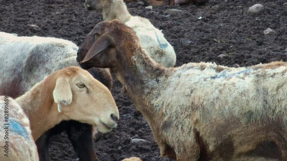 flock of fat-tailed sheep are lying on dirty ground in a open-air sheepfold at spring evening flock of fat-tailed sheep are lying on dirty ground in a open-air sheepfold at spring evening