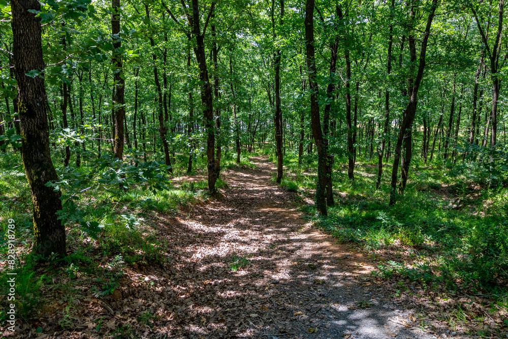 Winding Pathway Through Lush Green Forest - Serene Nature Trail for Outdoor Exploration Winding Pathway Through Lush Green Forest - Serene Nature Trail for Outdoor Exploration