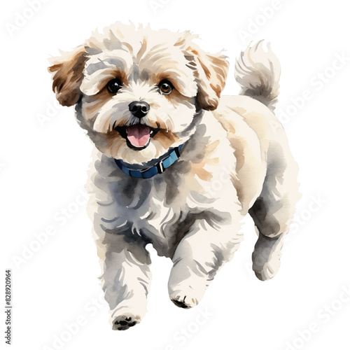 Maltipoo Dog Hand Drawn Watercolor Painting Illustration